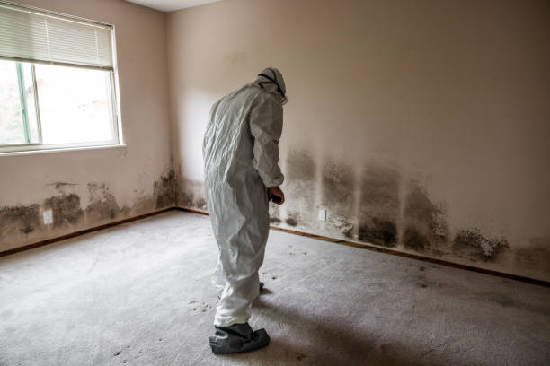 Professional Mold Remediation in Baden, PA